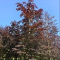 Fagus sylvatica 'Atropunicea' - 3