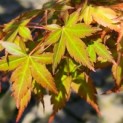 Acer palmatum - 1
