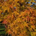 Acer palmatum 'Sangokaku' - Foto 4
