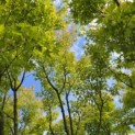 Acer palmatum - kroon in juni 2026