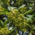 Ilex Nellie Stevens - Foto 6