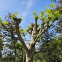 Platanus hispanica - 2025