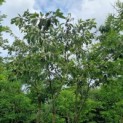 Prunus serrulata 'Shirotae' - Afbeelding 2