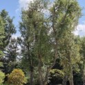 Quercus Suber - 2
