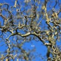 Corylus avellana 'Contorta' - 1