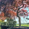 Acer palmatum 'Garnet' - 2