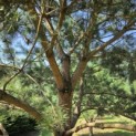 Pinus sylvestris - Foto 2