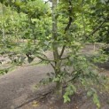 Carpinus betulus - 2