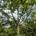 Carpinus betulus - 3