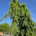 Cedrus deodara 'Pendula' - 1