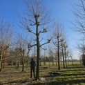 Platanus x hispanica - 1