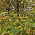 Fagus sylvatica - oktober 2025