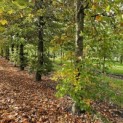 Fagus sylvatica - 1