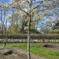 Amelanchier lamarckii - 1