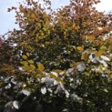 Fagus sylvatica 'Atropunicea' - 3