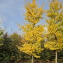 Ginkgo biloba - 1