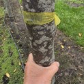 Prunus laurocerasus 'Novita' - Foto 7