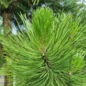 Pinus nigra 'Nigra' - Foto 4