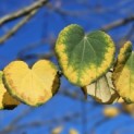 Cercidiphyllum japonicum - Foto 1