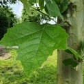 Dakplataan, platanus hispanica, blad en stam