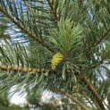 Pinus sylvestris - 3