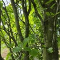 Fagus Dawyck Gold - 3