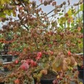 Parrotia persica - 2