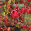 Parrotia persica - 3