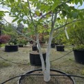 Juglans regia - 5