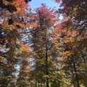 Fagus sylvatica 'Atropunicea' - 3