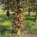 Fagus sylvatica 'Atropunicea' - 3