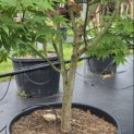 Acer palmatum 'Osakazuki - 4
