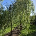 Salix x sepulcralis 'Chrysocoma' - Foto 2
