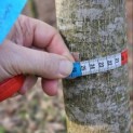 Juglans Regia - 1