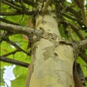 Platanus x hispanica - Foto 2