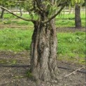 Metasequoia glyptostroboides - 1