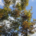 Acer palmatum 'Musashino' - Foto 1