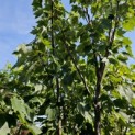 Acer Rubrum. - kroon augustus 2024