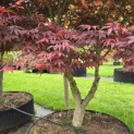 Acer palmatum 'Sumi-Nagashi' - Foto 5