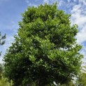 Ilex Aquifolium - 1