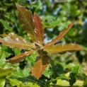 Quercus Rhysophylla 'Maya' - impressie blad augustus 2024