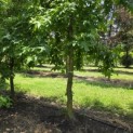 Liquidambar Styraciflua - Foto 2