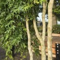 Acer palmatum 'Ryusen' - 4