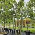 Quercus ilex - 2
