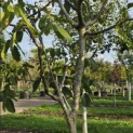 Juglans regia 'Cyril' - Foto 2