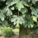 Acer campestre - Foto 6