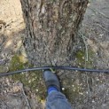 Betula nigra - 7