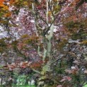 Fagus sylvatica 'Atropunicea' - Afbeelding 7