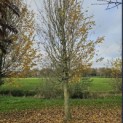 Carpinus betulus 'Frans Fontaine' - 2024