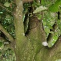 Fagus sylvatica - 3